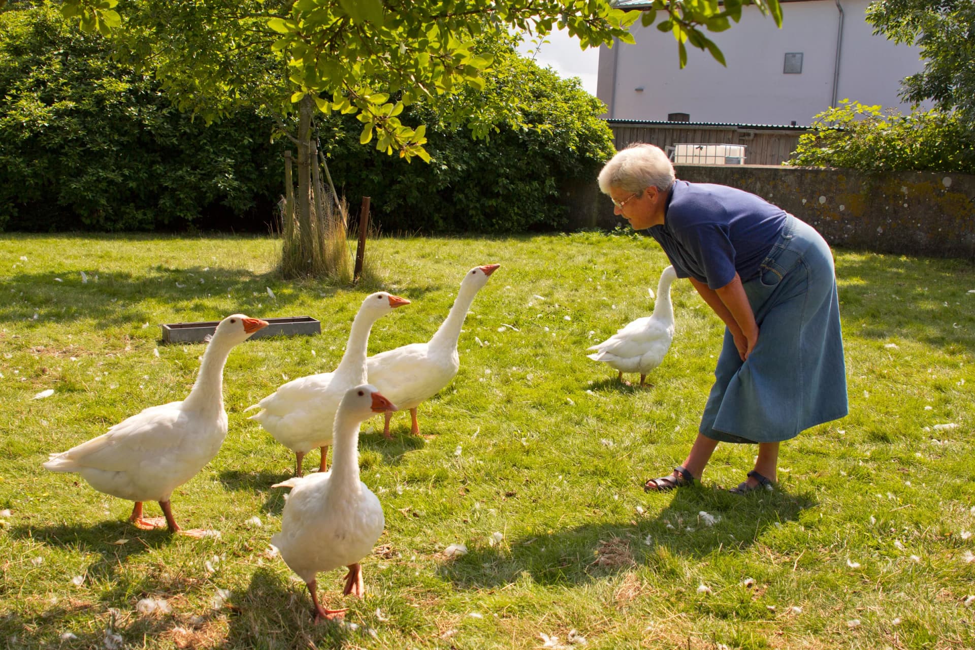 Im Garten von Bauer Höper: Gänse zwischen Hortensien und alten Bäumen