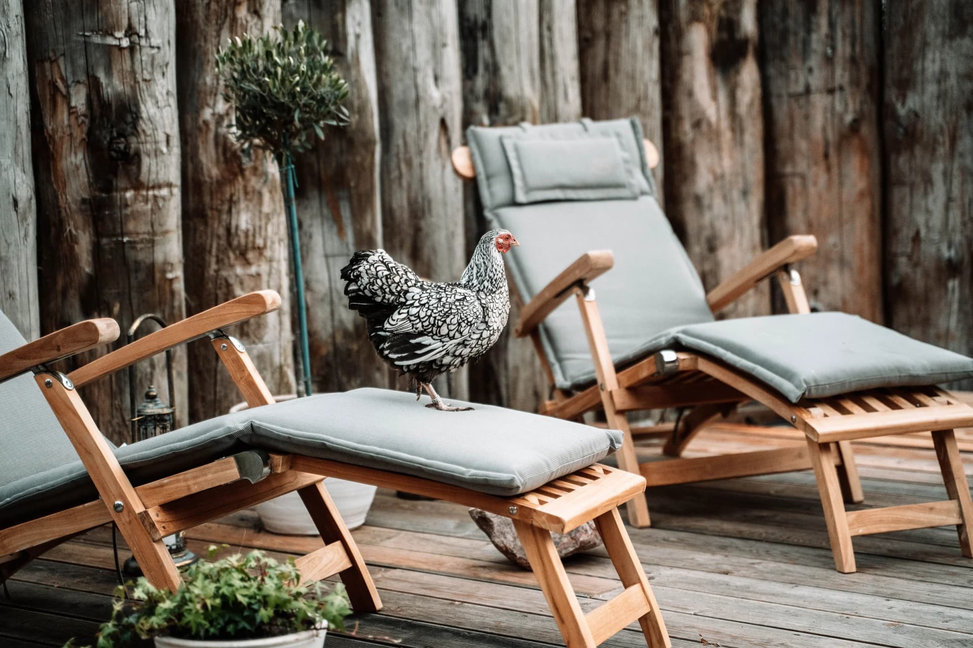 Liegestühle mit Federvieh im Garten von Henkieker, eine Henne steht auf dem Stuhl