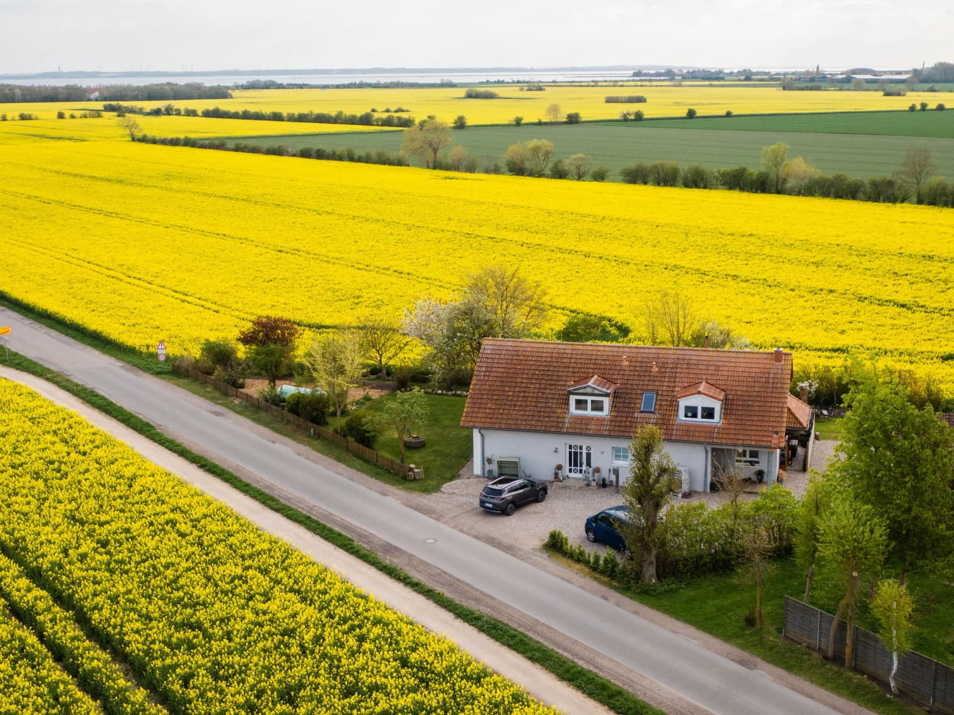 Drohnenaufnahme von Henkieker zwischen blühenden Rapsfeldern auf Fehmarn