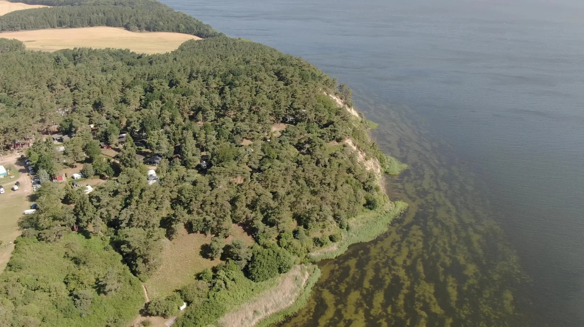 Luftbild des Inselcamp Rügen: Campingplatz im Kiefernwald am Steilufer des Großen Jasmunder Bodden